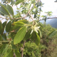 Grewia bracteata Roth